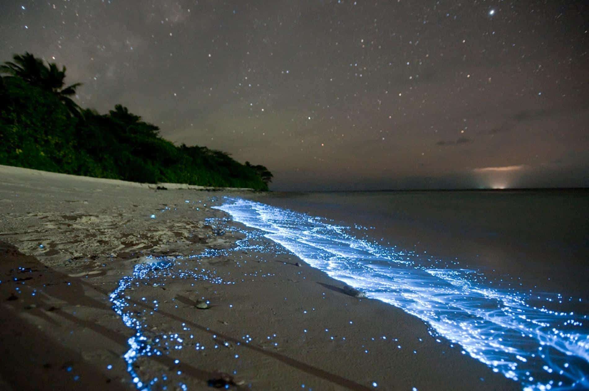 Bioluminescent Beach