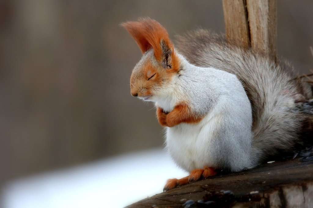Why Do Squirrels Shake Their Tails