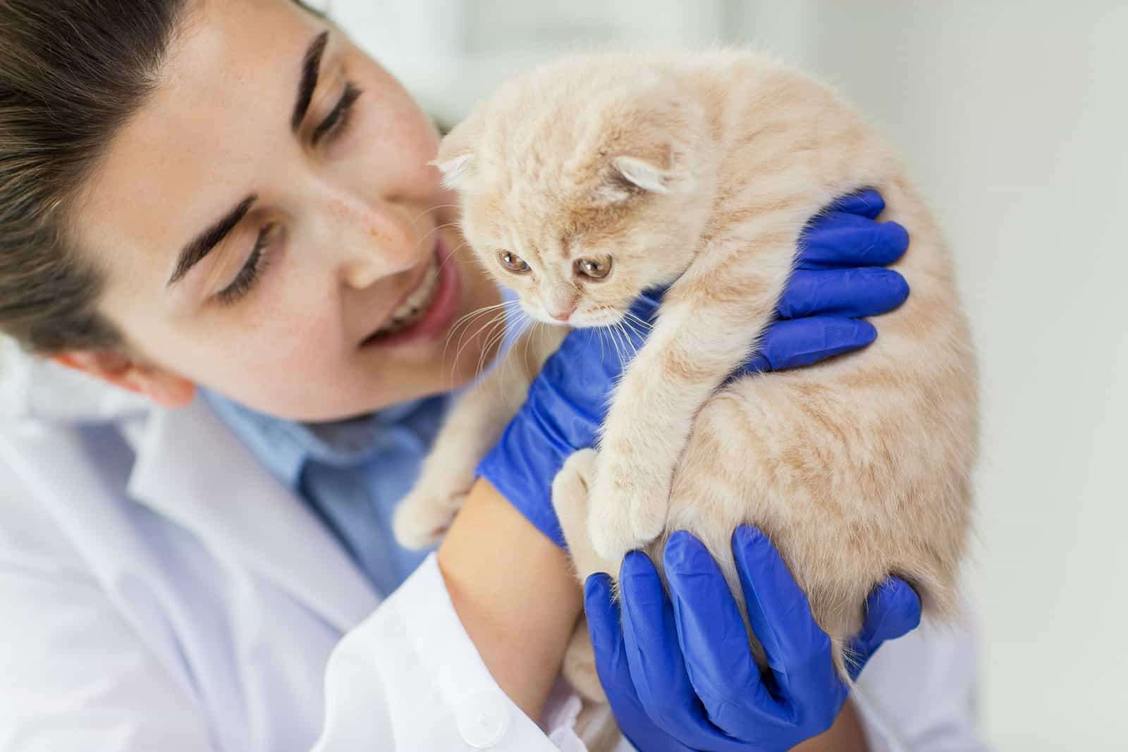 how often do you take a cat to the vet