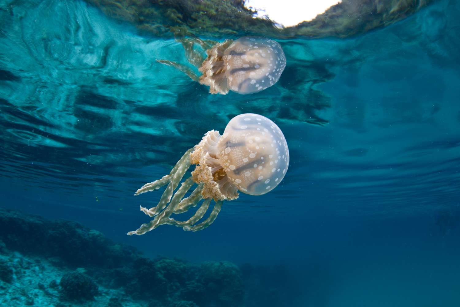 What Brings Jellyfish To Shore
