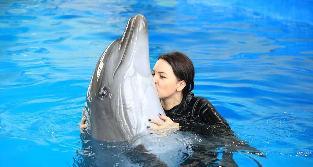 Dolphins' Friendliness