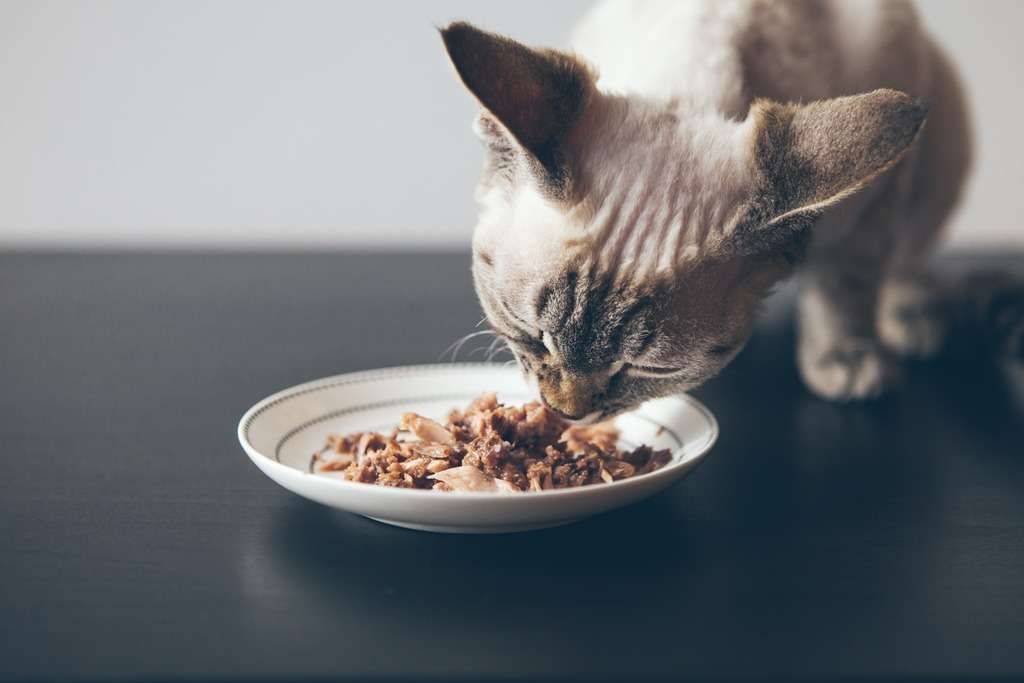 How To Get Cat To Eat Wet Food 