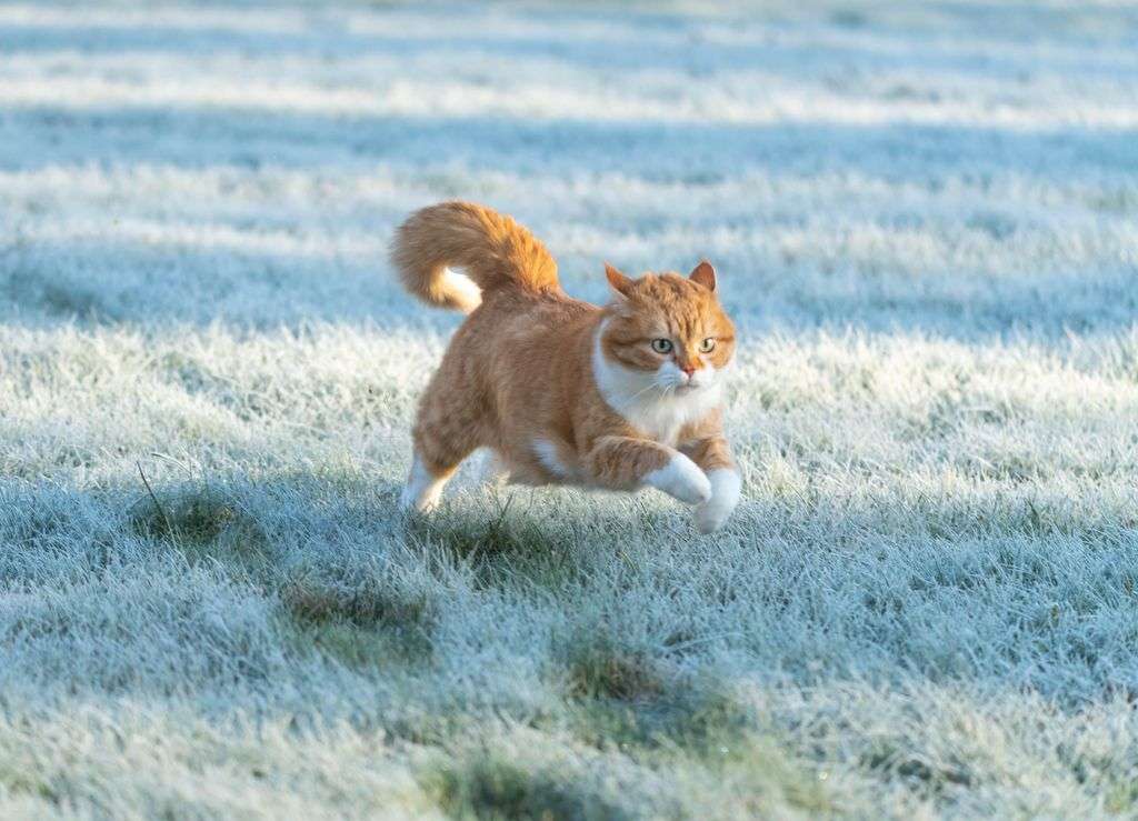 How Fast Can A Cat Run 