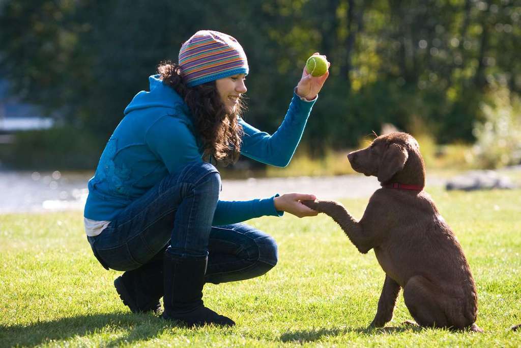 How To Correct Dog Behavior 
