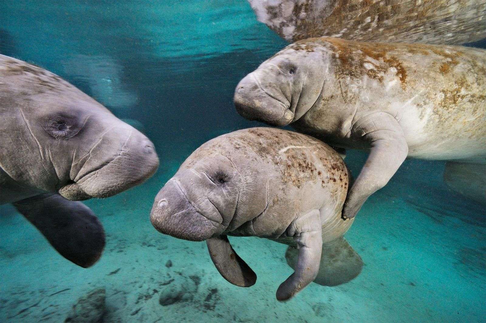 What Is A Group Of Manatees Called
