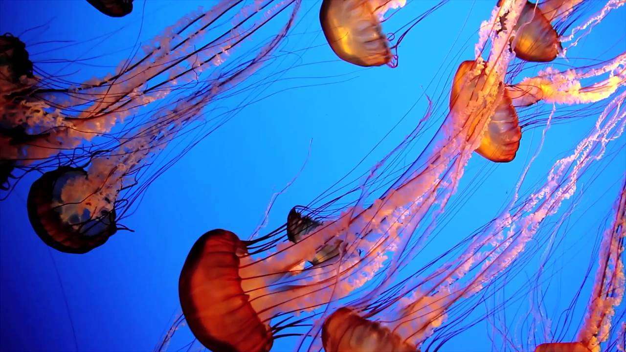 Do Jellyfish Swim In Groups