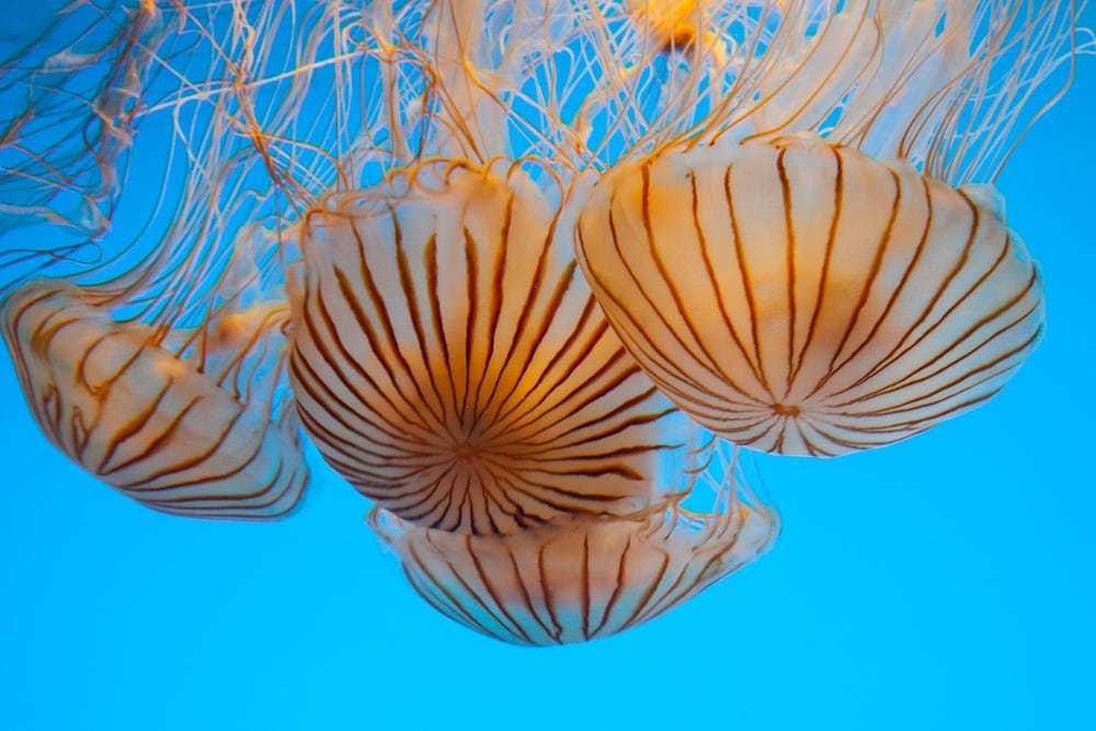 Do Jellyfish Travel In Groups
