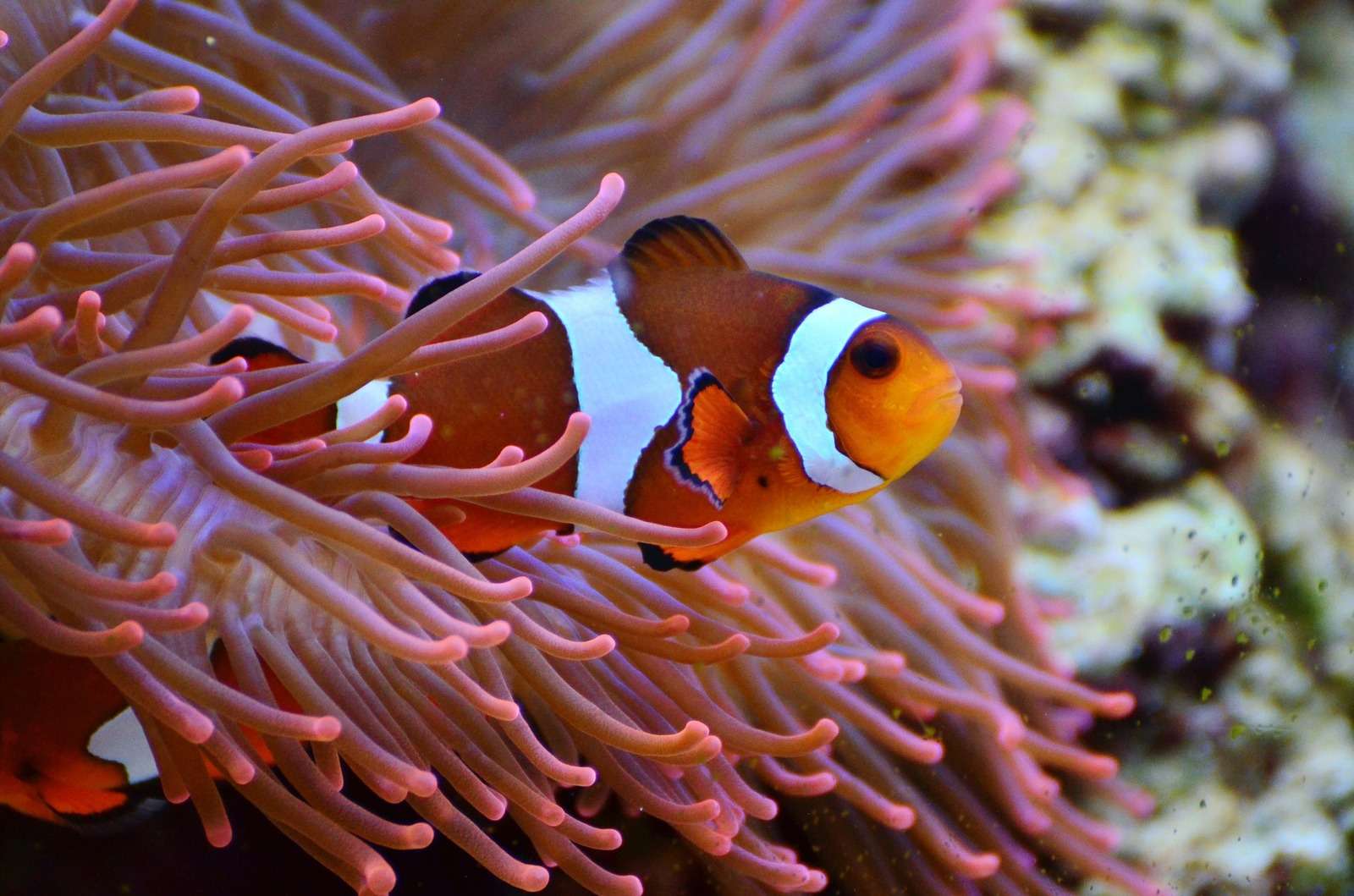 Clownfish And Anemones