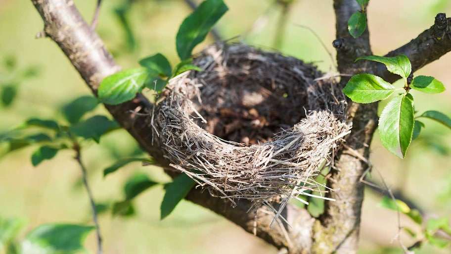 Do Sparrows Reuse Their Nests