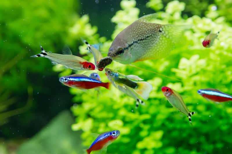 What Fish Can Live With Tetras