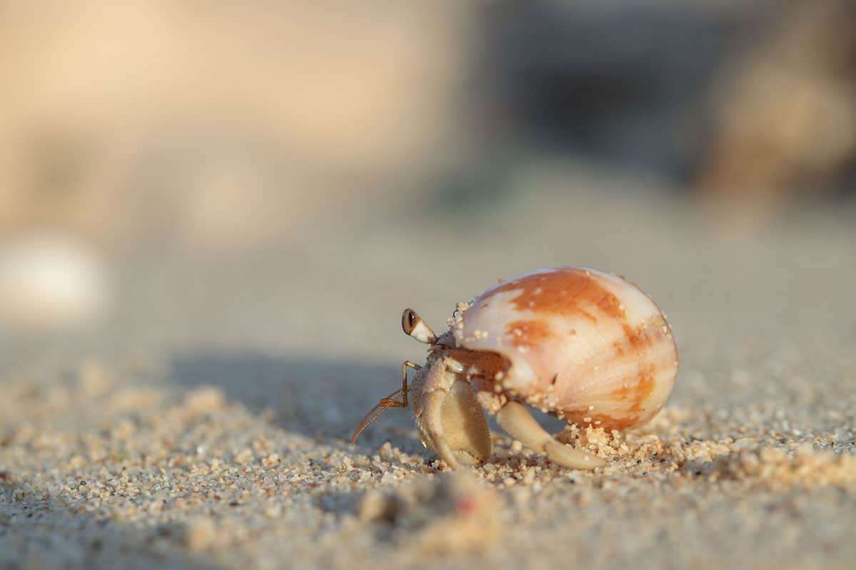 How Long Can Hermit Crabs Stay Underwater