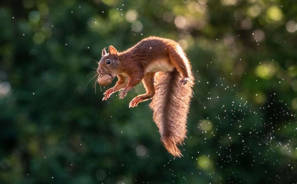 How High Can A Squirrel Jump