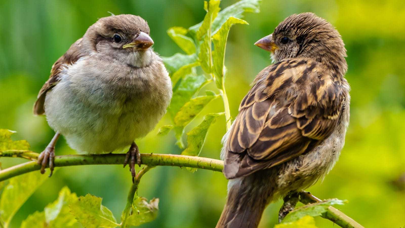 How Many Species Of Sparrows Are There