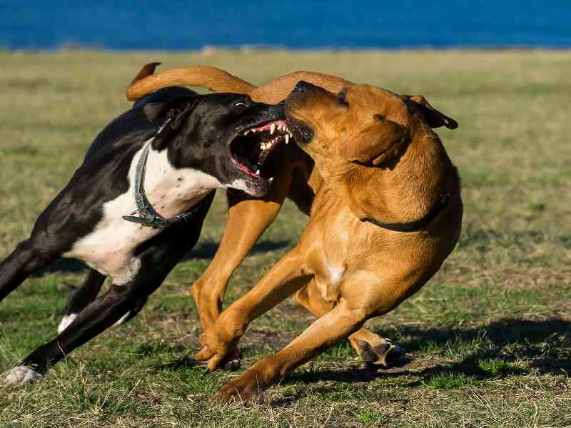 How To Train Aggressive Dog Behavior 