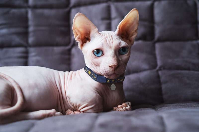 Are Sphynx Cats Natural