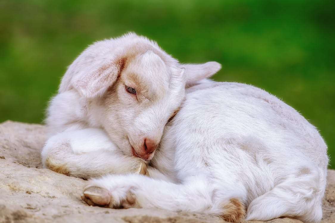 Does Goat Sleep