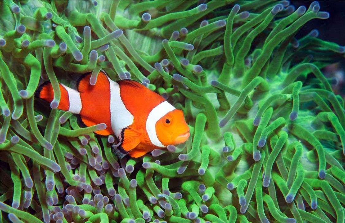 How Do Clownfish Help Sea Anemones
