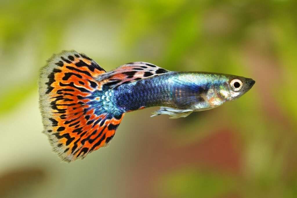 How To Care For Guppies