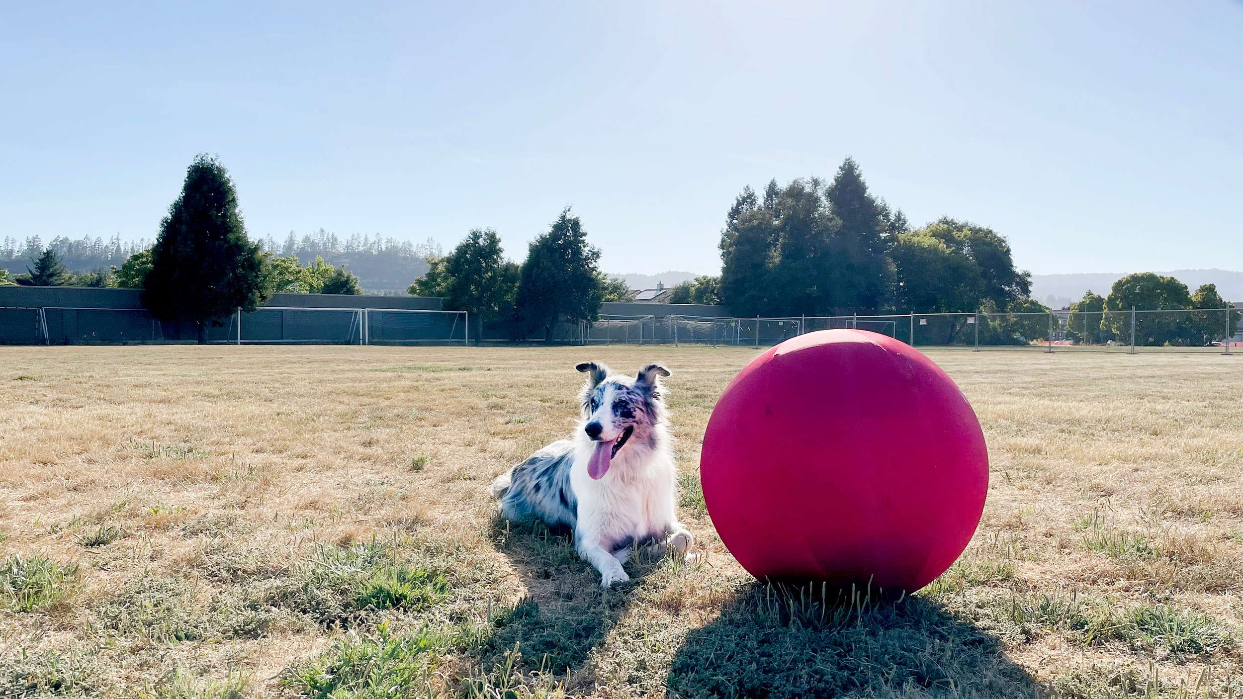 Large Ball For Dogs To Play With