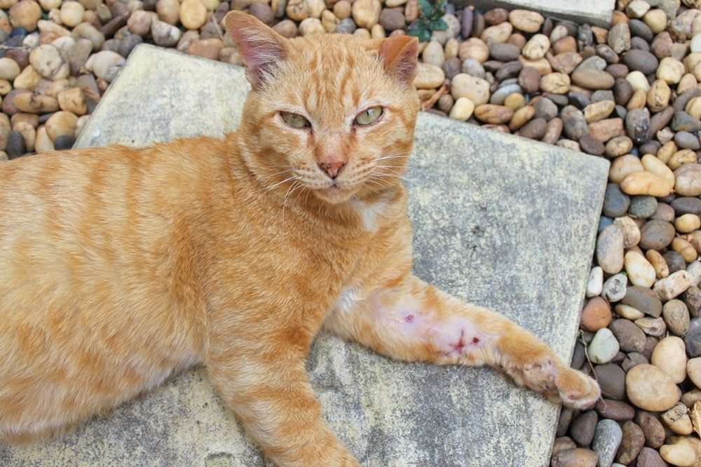 How To Heal An Open Wound On A Cat
