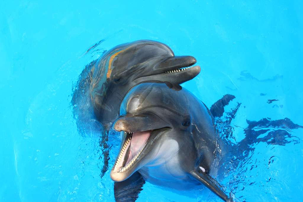 Dolphin teeth sharpness
