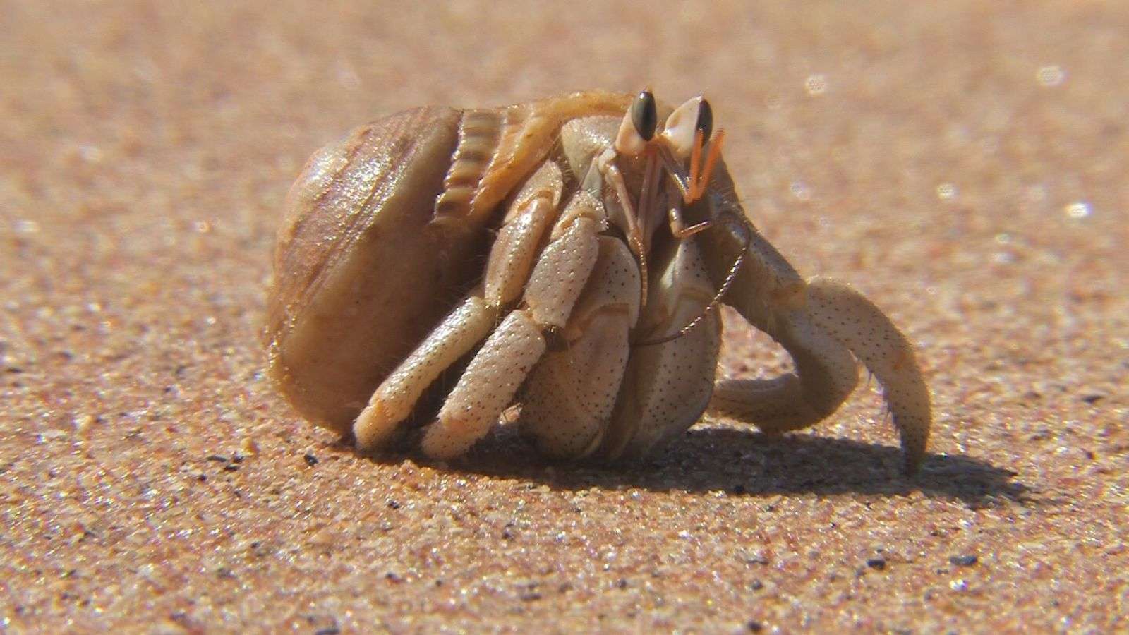 How Fast Do Crabs Grow