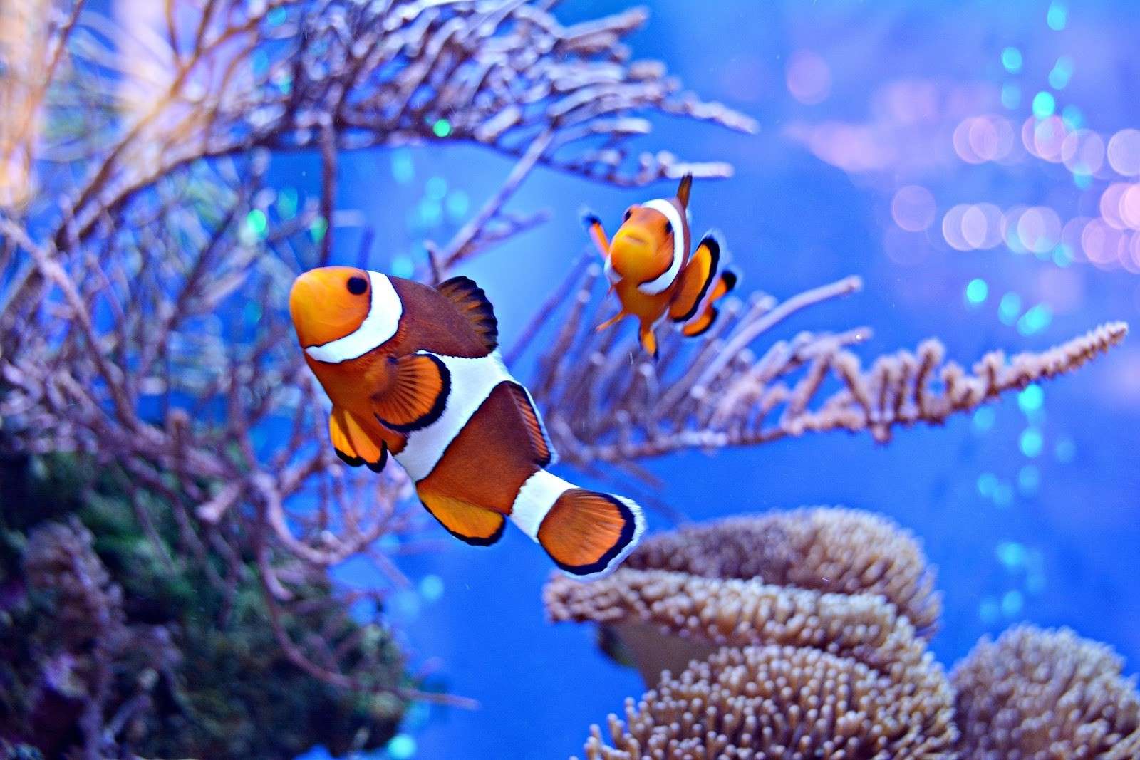 How Long Do Clown Fish Live