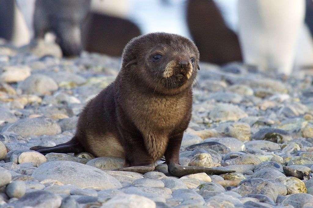 What Is A Baby Seal Called
