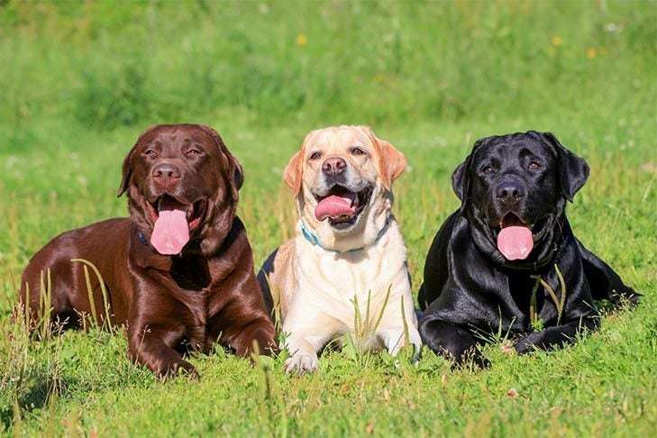 Are Labradors Double Coated