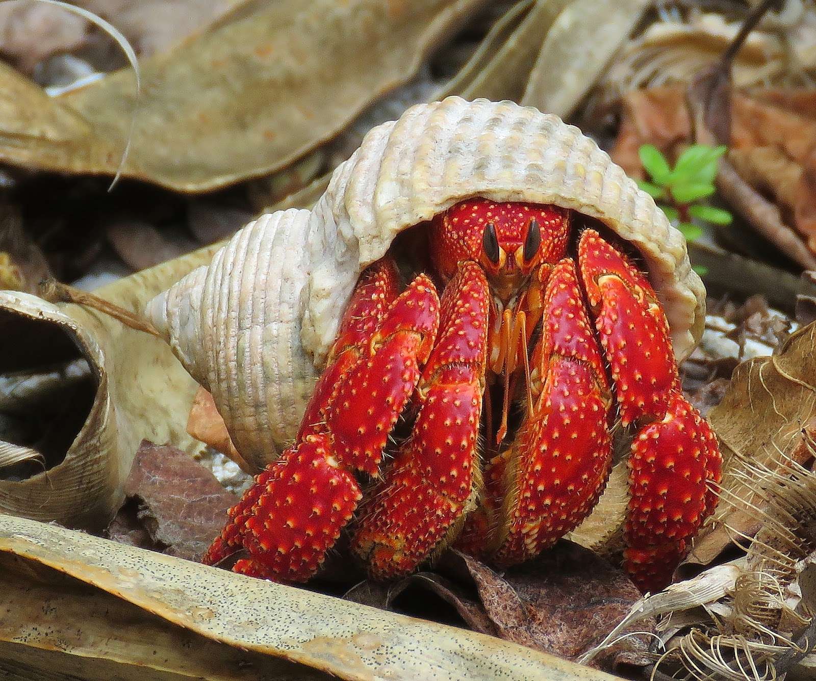 What Vegetables Can Hermit Crabs Eat
