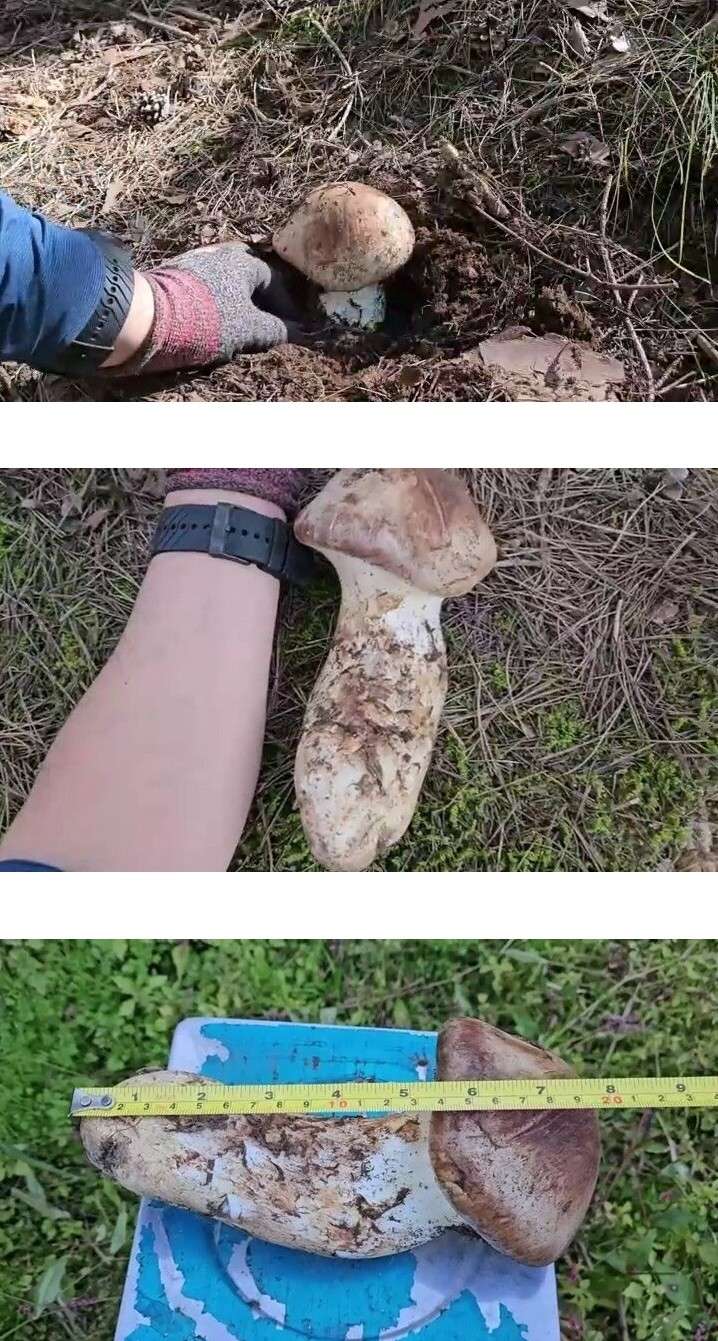 최근 한국에서 발견된 특급 송이버섯