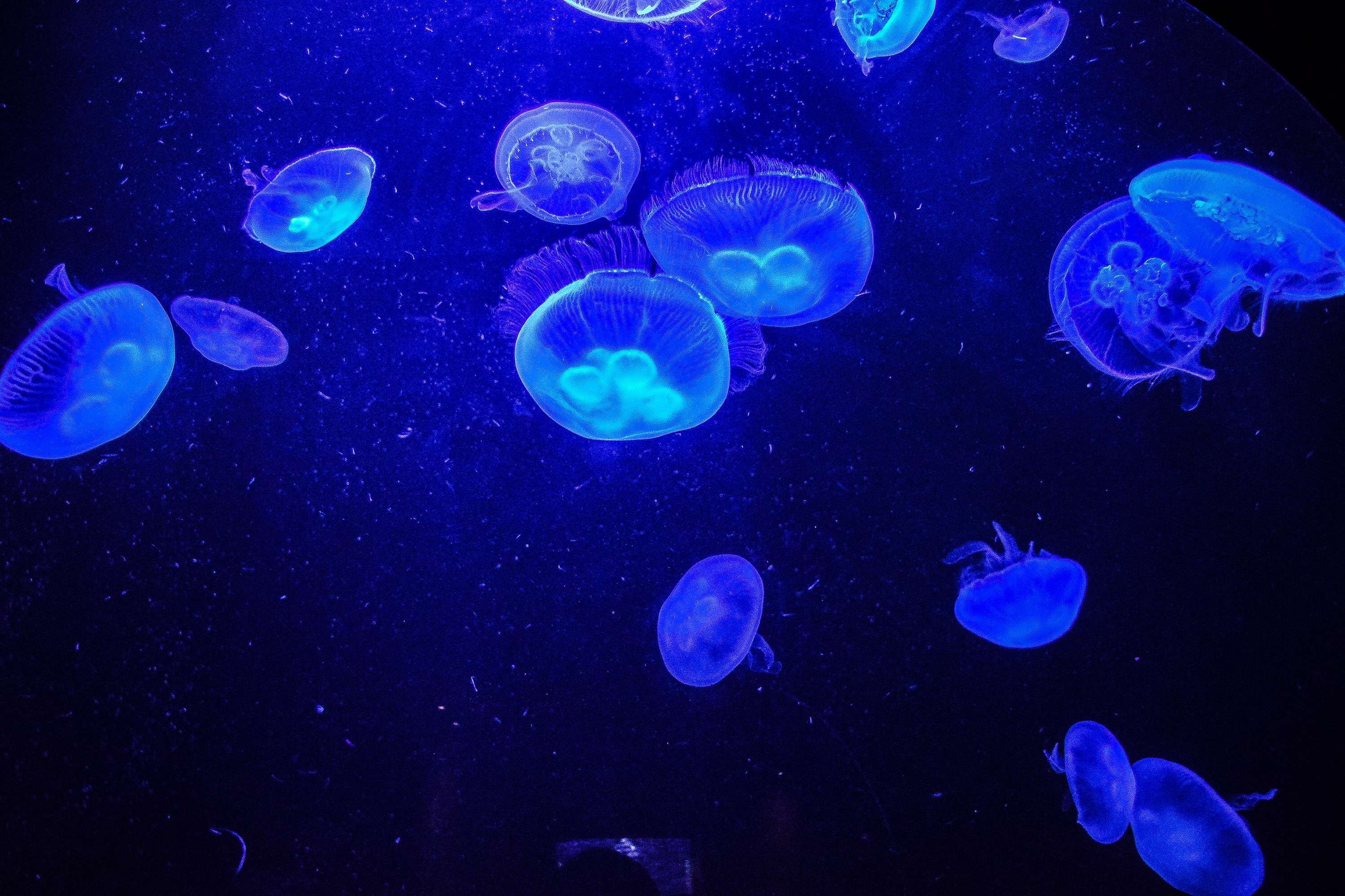 Why Are Jellyfish Bioluminescent
