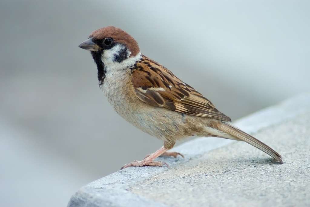 What Bird Looks Like A Sparrow But Is Smaller 