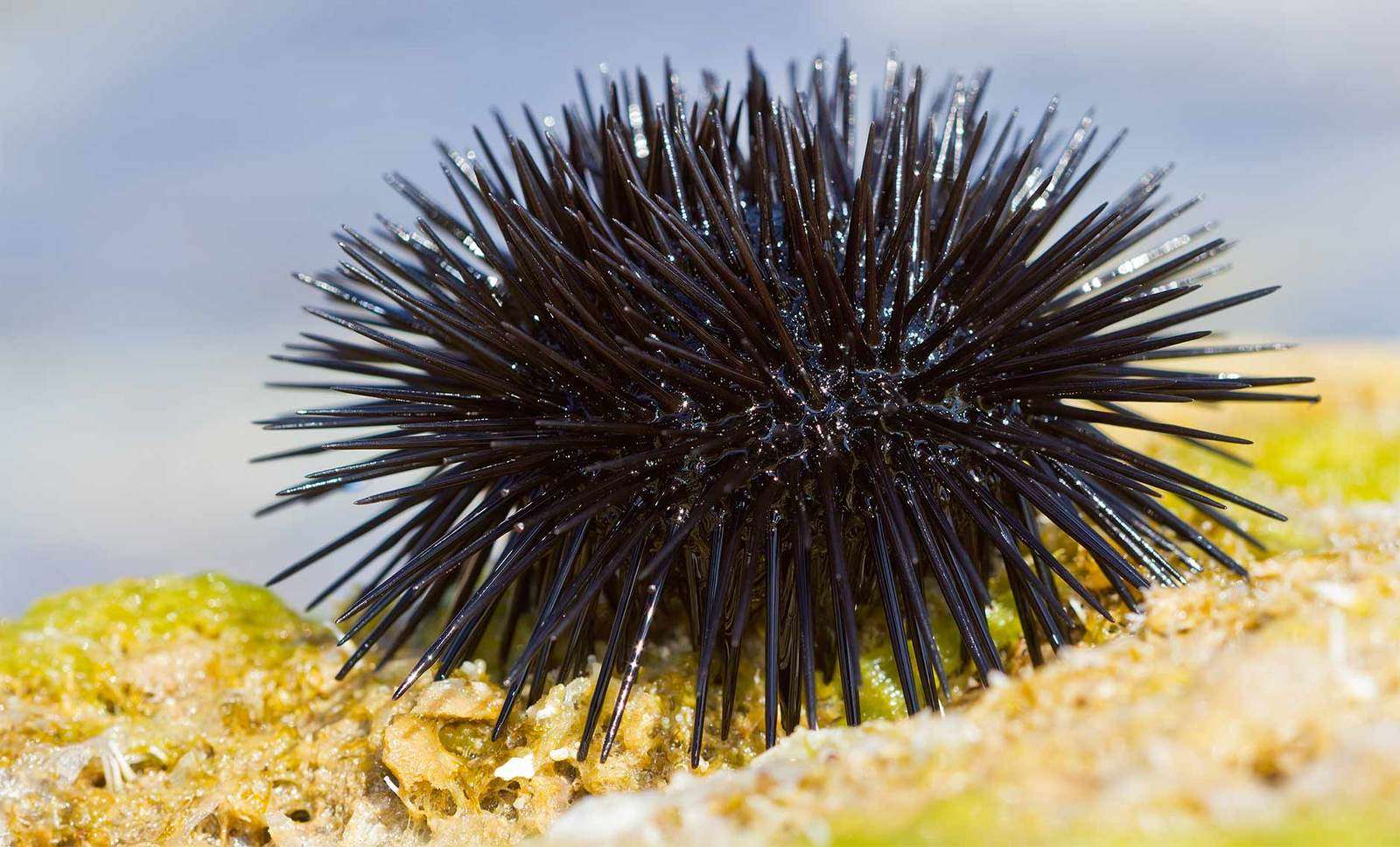 Is A Sea Urchin A Shellfish
