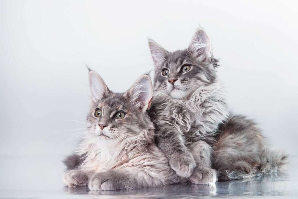 Are Maine Coons Nice