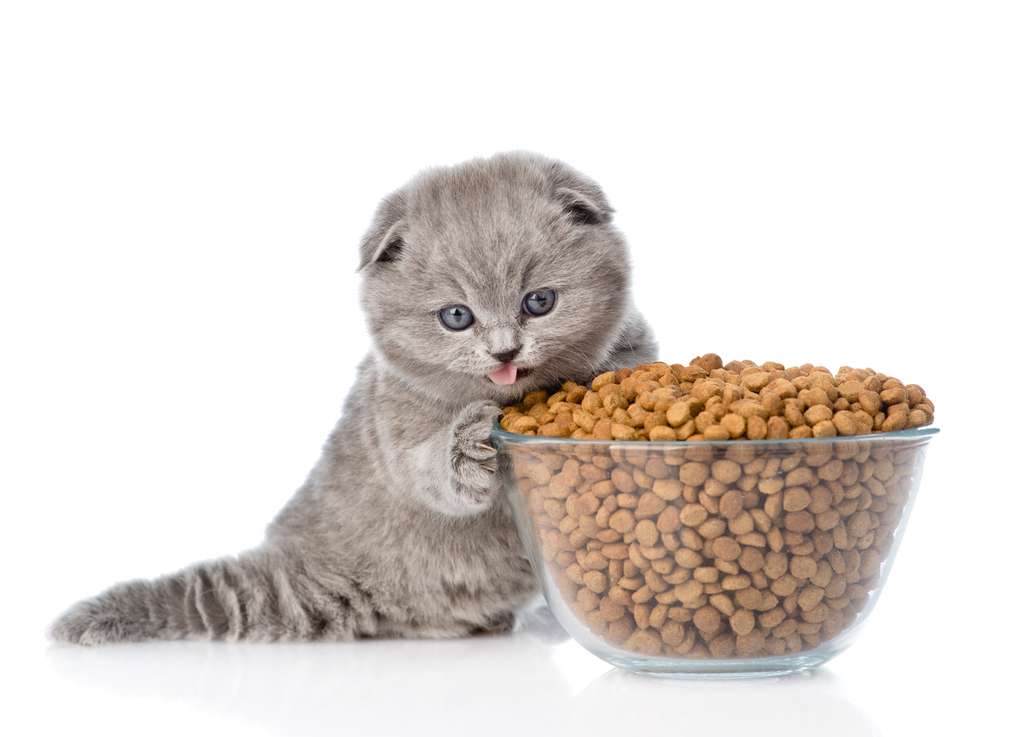 How Much Does Cat Food Cost Per Month 