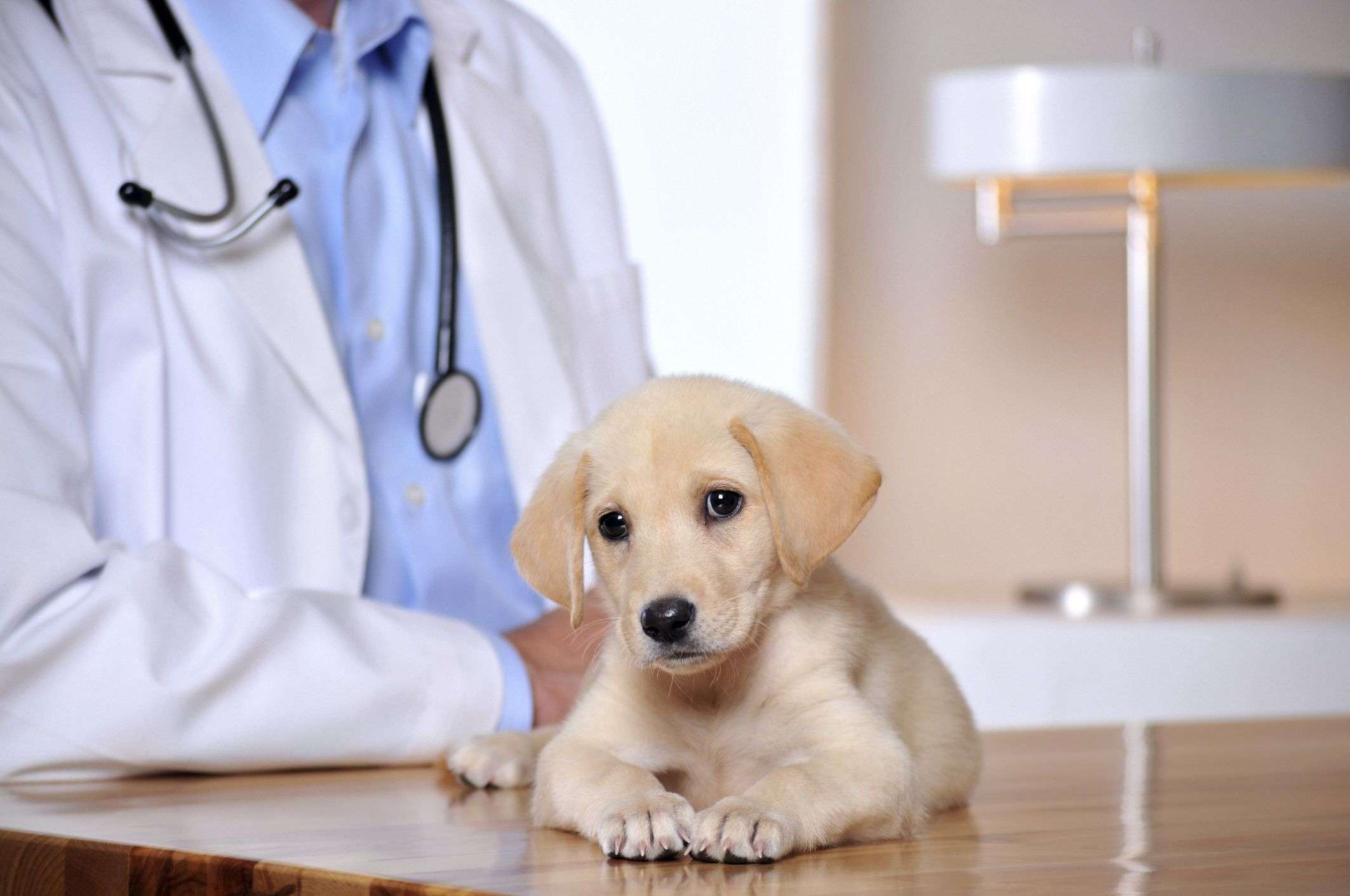 What Is A Small Animal Veterinarian Site