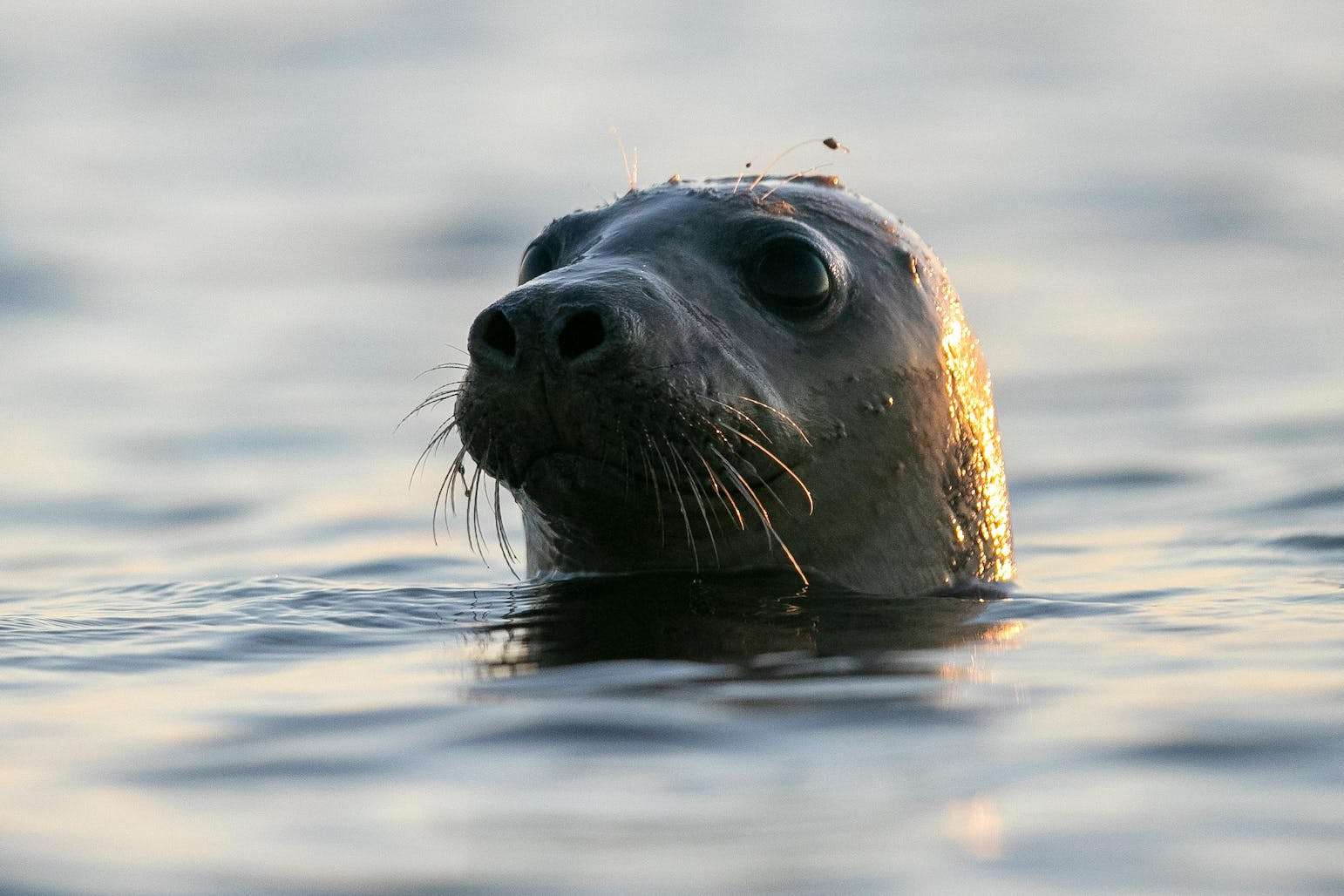 Are Seals Related To Dogs