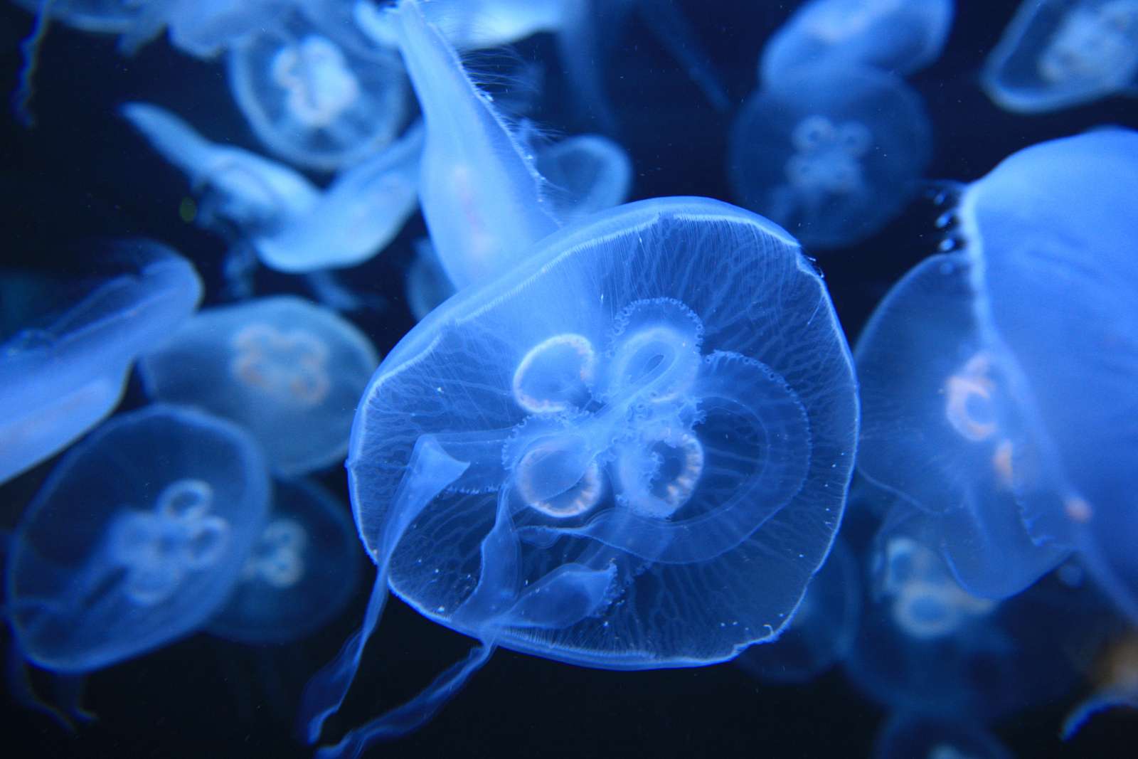 Why Did The Moon Jelly Population Increase