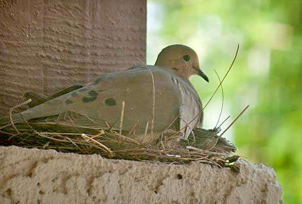 When Do Mourning Doves Leave The Nest