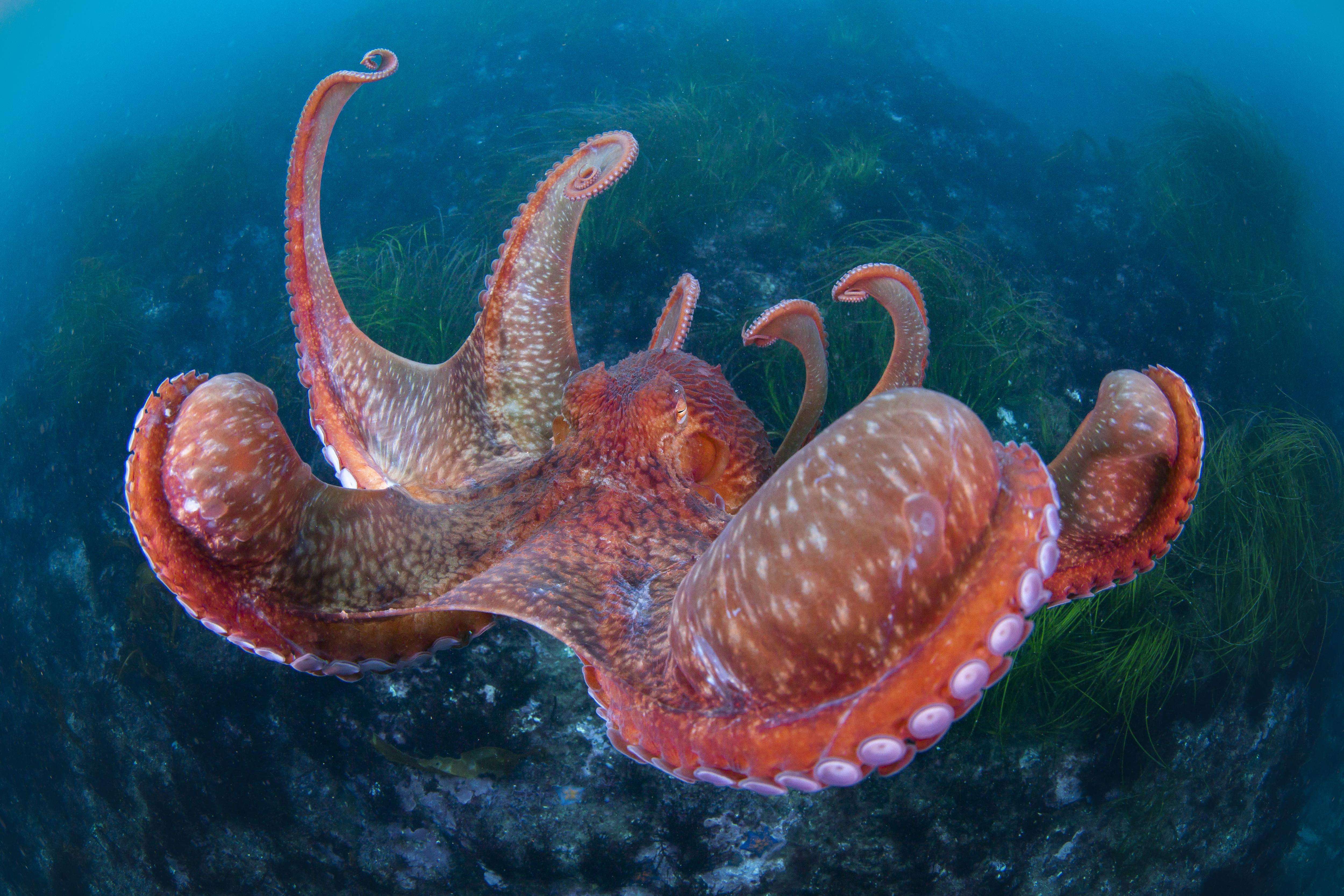 Can Octopus Regrow Limbs