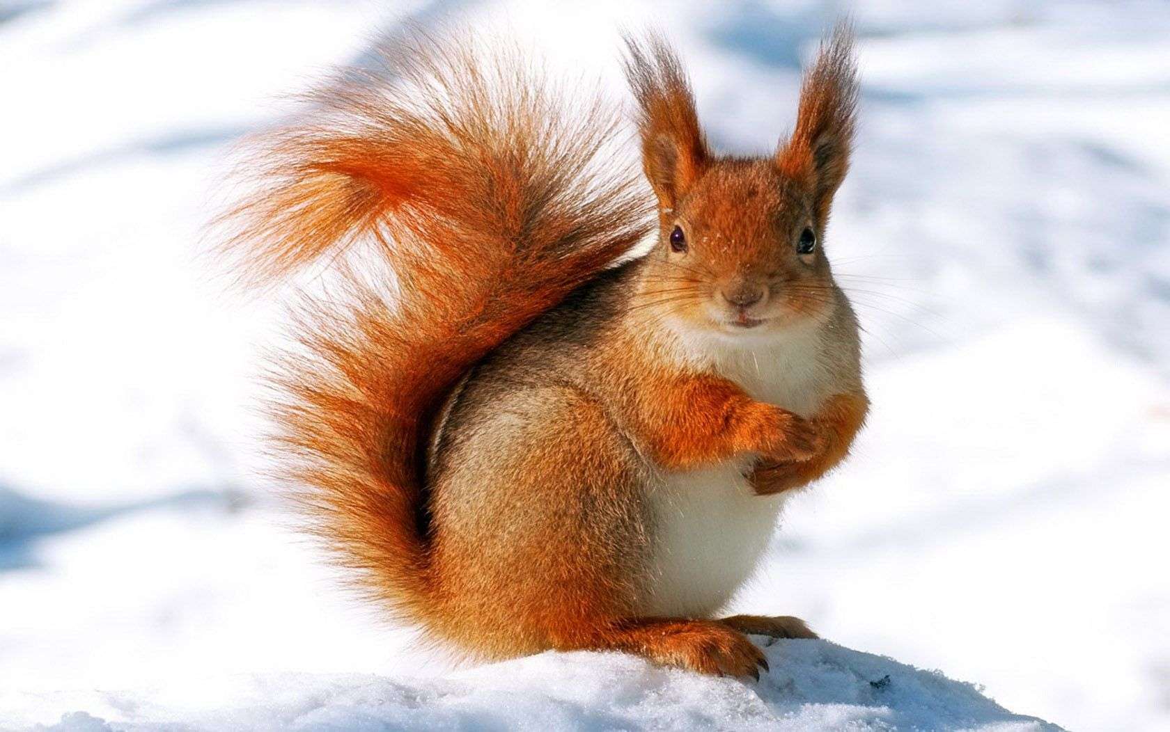 How Do Squirrels Stay Warm In The Winter
