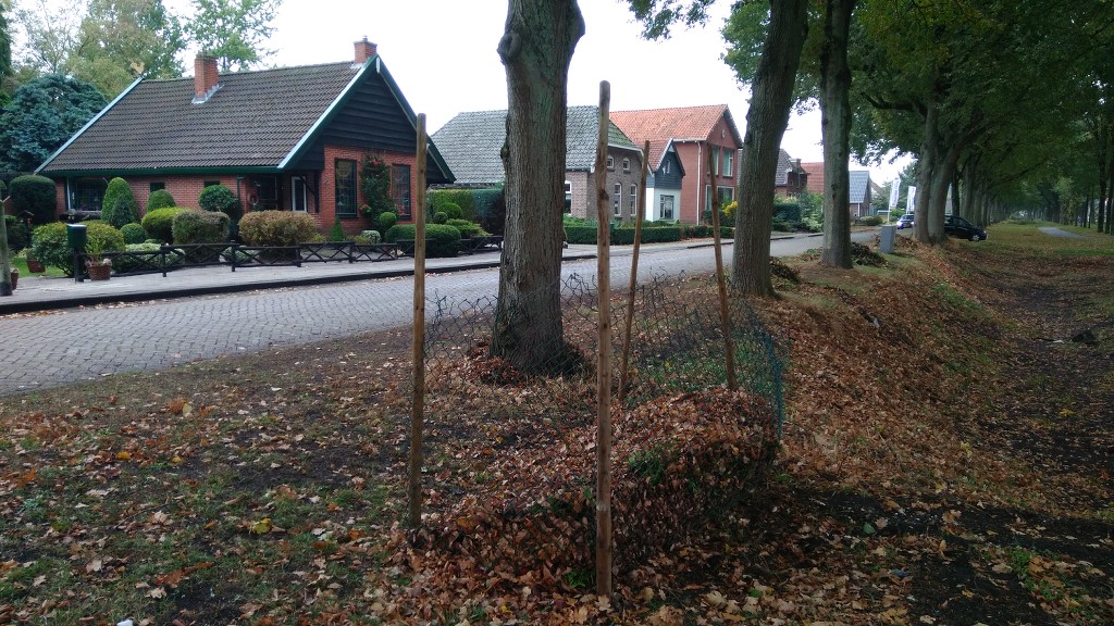 Куда девают опавшую листву в Нидерландах (фото) 