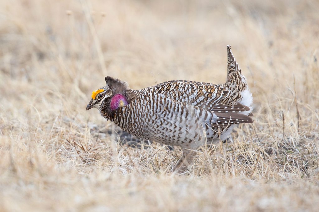 A hybrid with more sharp-tailed grouse in it
