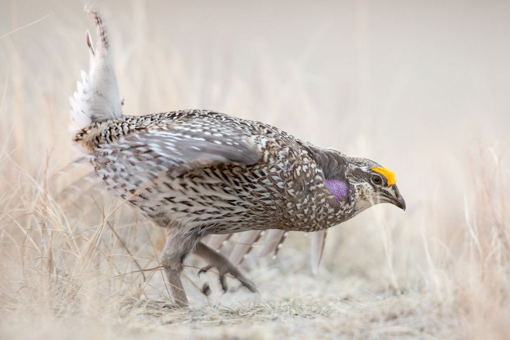 Sharptail grouse