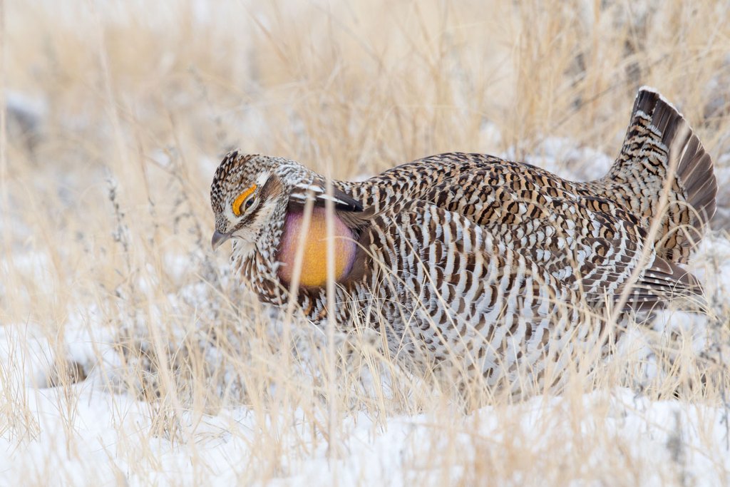 A hybrid with more prairie chicken in it