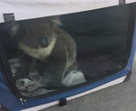 Koala causes 5-car pileup in Australia
