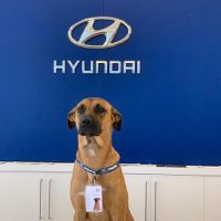 Cachorro Tucson Concessionária Prime Hyundai