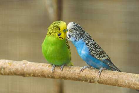 Do Parakeets Drink Water