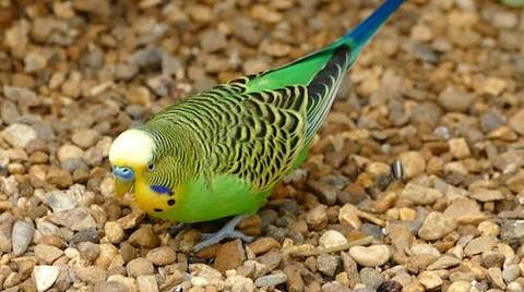 What Does A Parakeet Look Like
